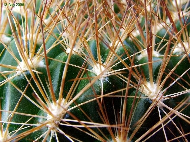 Weingartia _pulquinensis _BLMT19.01_ 03